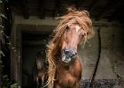 Shaking Off The Flies by Erica Oram